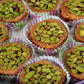 Arabic Sweets Semiramis Pistachio Mabroomeh slices 500g.